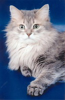 Сибирская кошка голубой тигр