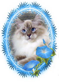 Невская маскарадная кошка. Мальчик Арктур, продается. Окрас блю-табби-поинт.